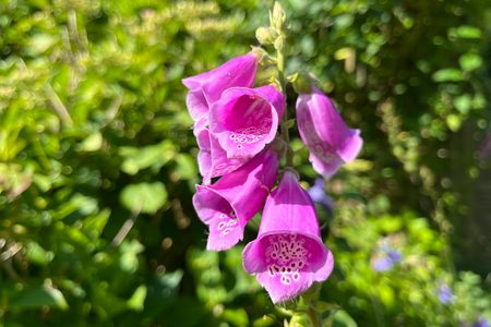 pupurfarbene Blüte des Fingerhuts