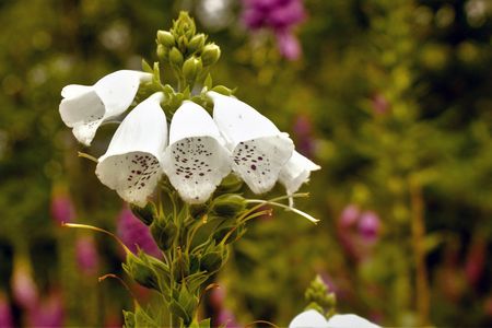 weiße Blüten des Fingerhuts