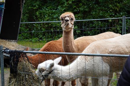 Zwei Alpakas beim Fressen